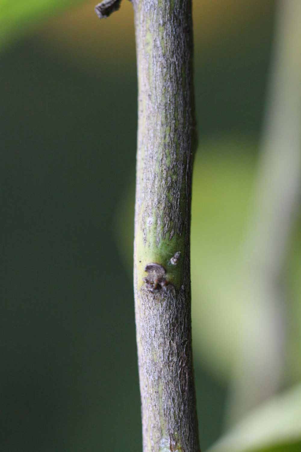              Second - third year twig (Riverside, CA)       